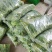 【菜心】广西菜苔现场看货挑货满意为止袋子框子按需求打包分