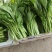 【菜心】广西菜苔现场看货挑货满意为止袋子框子按需求打包分