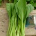 【菜心】广西菜苔现场看货挑货满意为止袋子框子按需求打包分