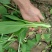【菜心】广西菜苔现场看货挑货满意为止袋子框子按需求打包分