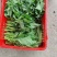 【菜心】广西菜苔现场看货挑货满意为止袋子框子按需求打包分
