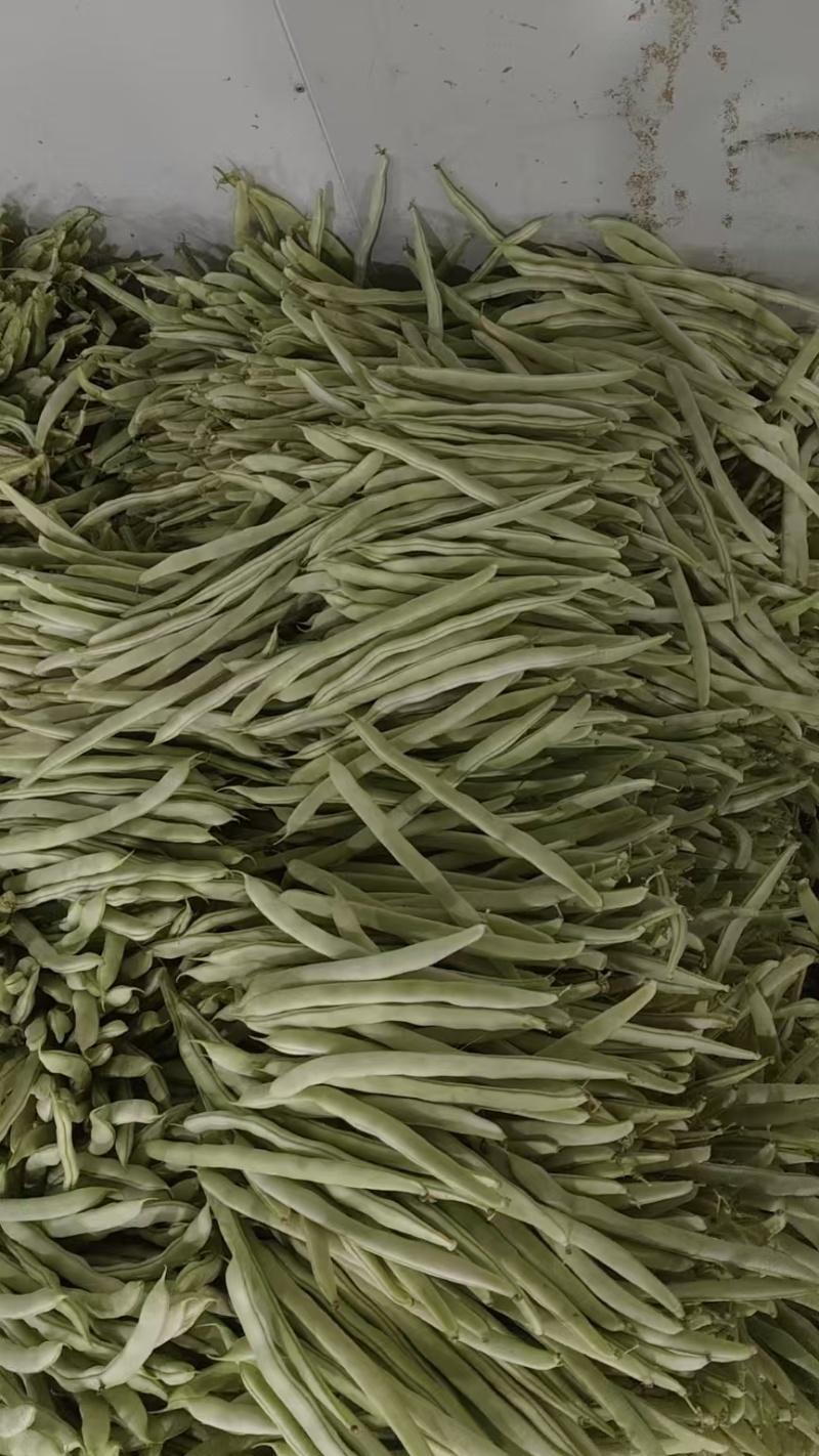 云南白豆白芸豆白不老白豆角产地直供量大从优