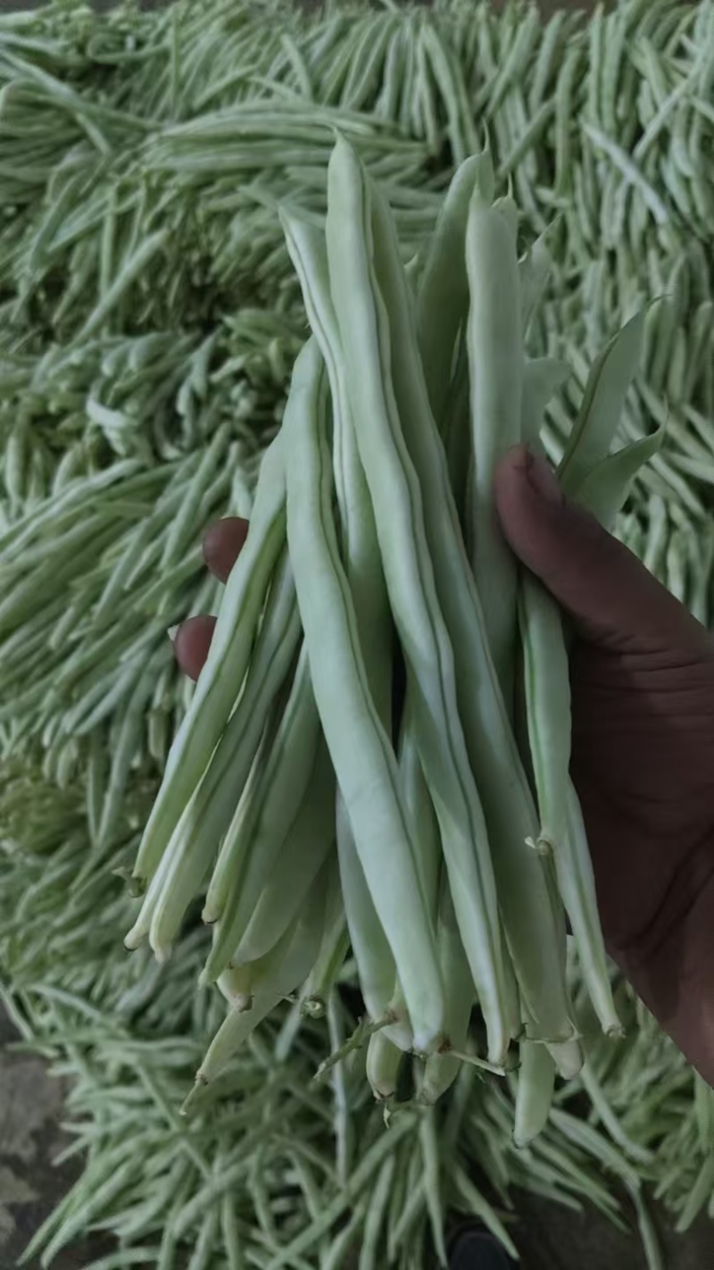云南白豆白芸豆白不老白豆角产地直供量大从优