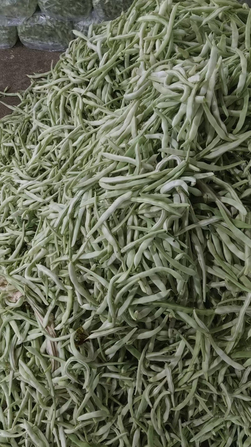 云南白豆白芸豆白不老白豆角产地直供量大从优