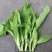 嫩菜心甜菜心大量上市，全国供货，一手货源，欢迎前来采购