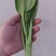 菜苔/白菜苔产地直发品质好供应电商商超