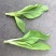 菜苔/白菜苔产地直发品质好供应电商商超