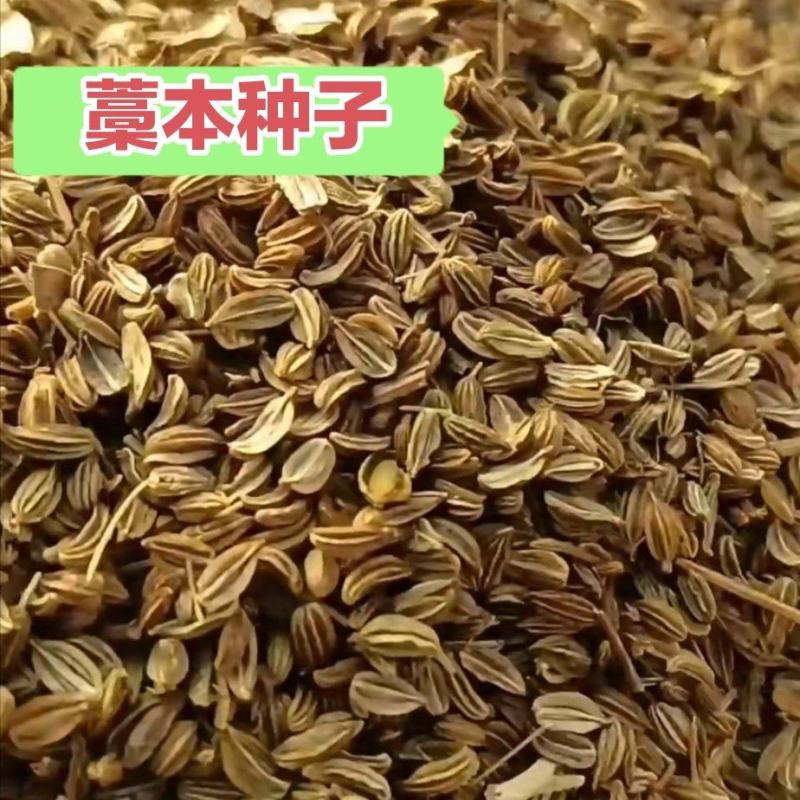 藁本种子，东北优质藁本种子