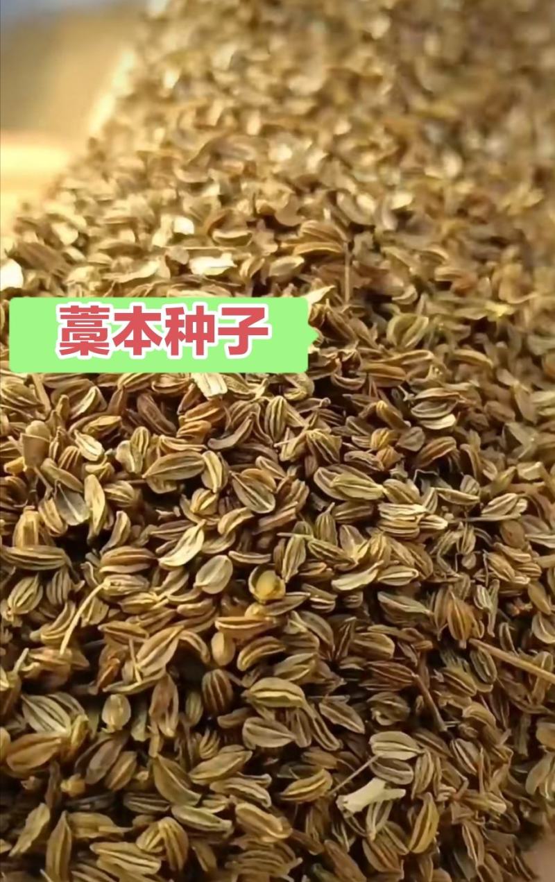 藁本种子，东北优质藁本种子