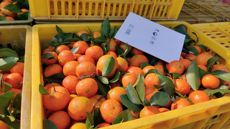 精品沙糖桔