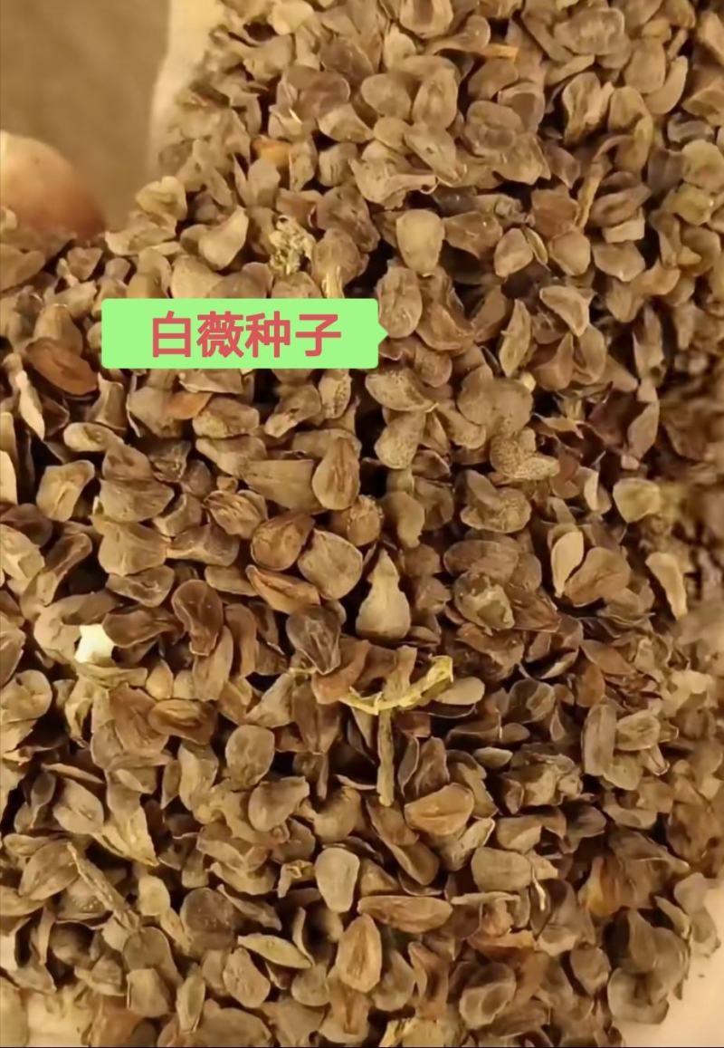东北白薇种子，优质白薇种子