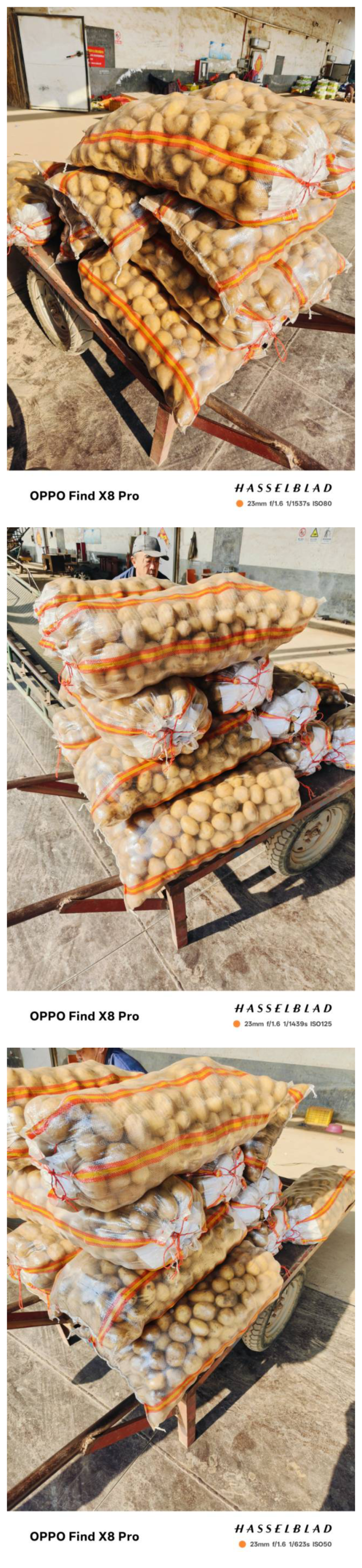 微七，沃土，荷兰，土豆精品1~3两，2-4/1-2两