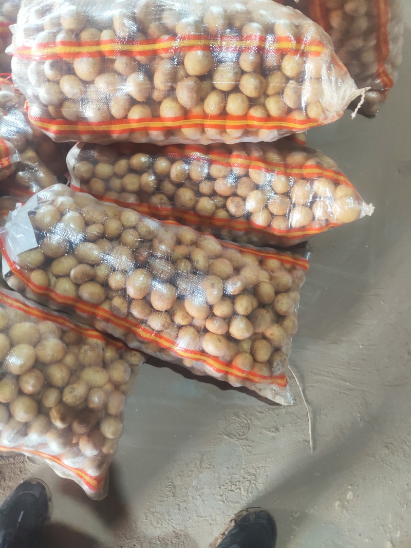 微七，沃土，荷兰，土豆精品1~3两，2-4/1-2两