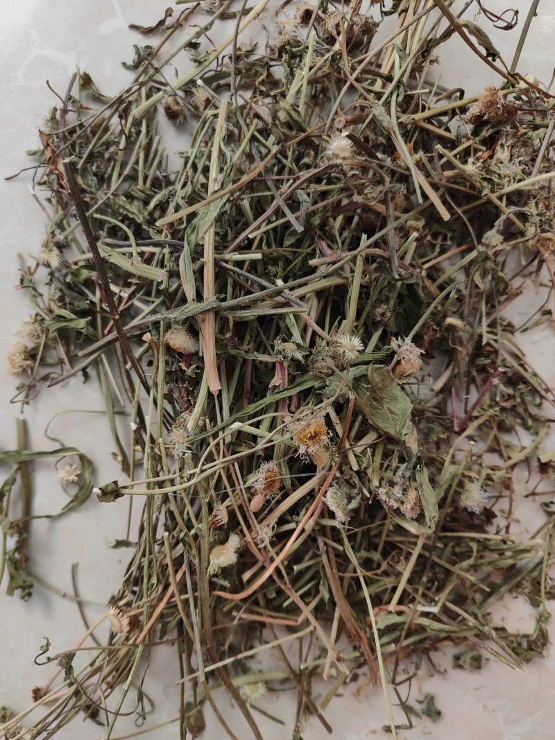 云南灯盏细辛中药材