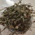 云南灯盏细辛中药材