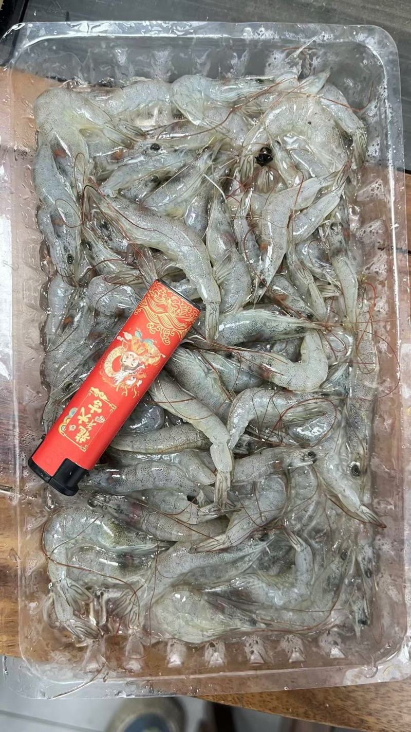 小河虾小白虾小海虾钓鱼小虾