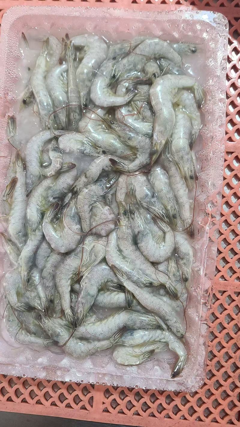 小河虾小白虾小海虾钓鱼小虾
