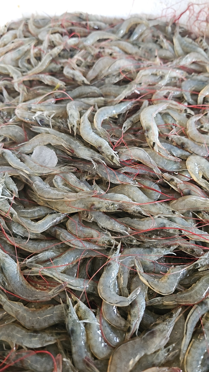 小河虾小白虾小海虾钓鱼小虾