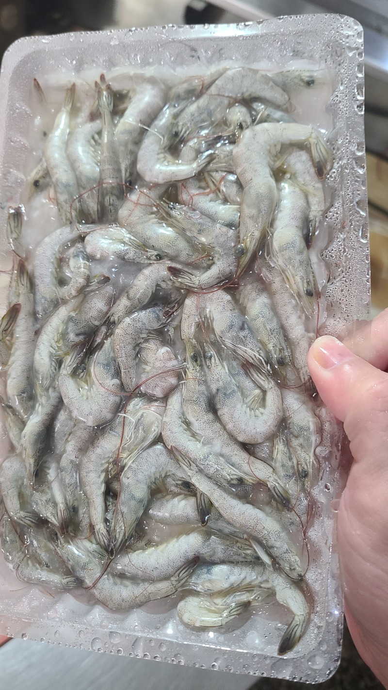 小河虾小白虾小海虾钓鱼小虾