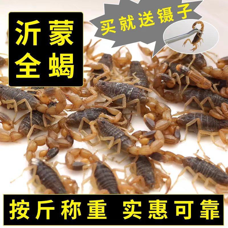 【按斤称】沂蒙山十足全蝎活体蝎子泡酒油炸煲汤虫养殖可礼盒