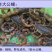 【按斤称】沂蒙山十足全蝎活体蝎子泡酒油炸煲汤虫养殖可礼盒