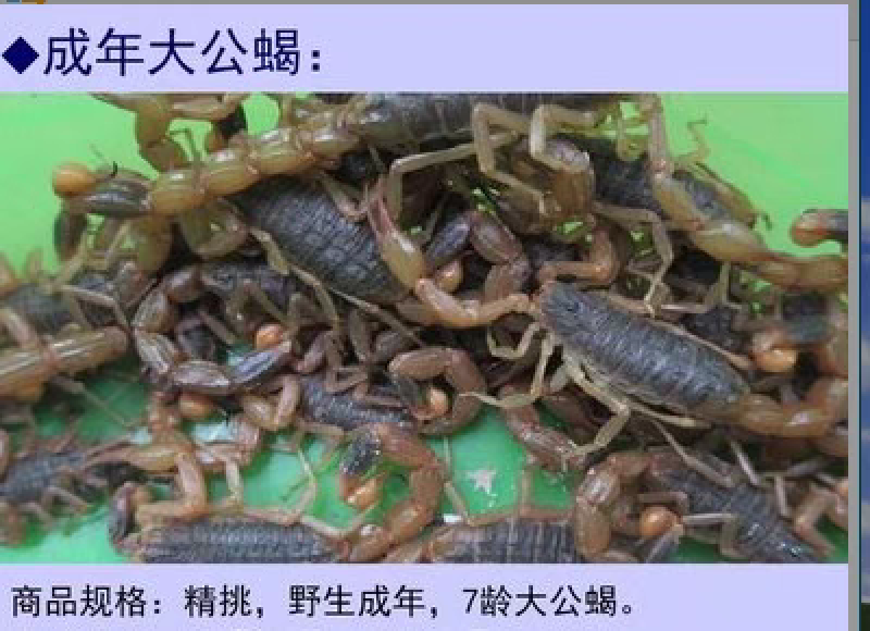 【按斤称】沂蒙山十足全蝎活体蝎子泡酒油炸煲汤虫养殖可礼盒