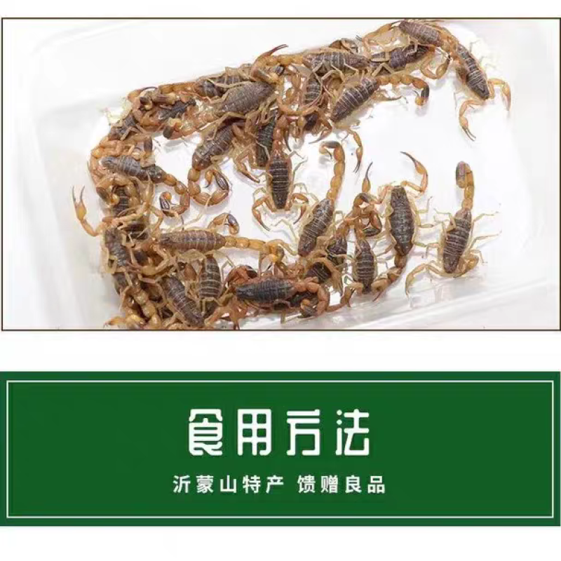 【按斤称】沂蒙山十足全蝎活体蝎子泡酒油炸煲汤虫养殖可礼盒