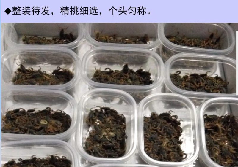 【按斤称】沂蒙山十足全蝎活体蝎子泡酒油炸煲汤虫养殖可礼盒