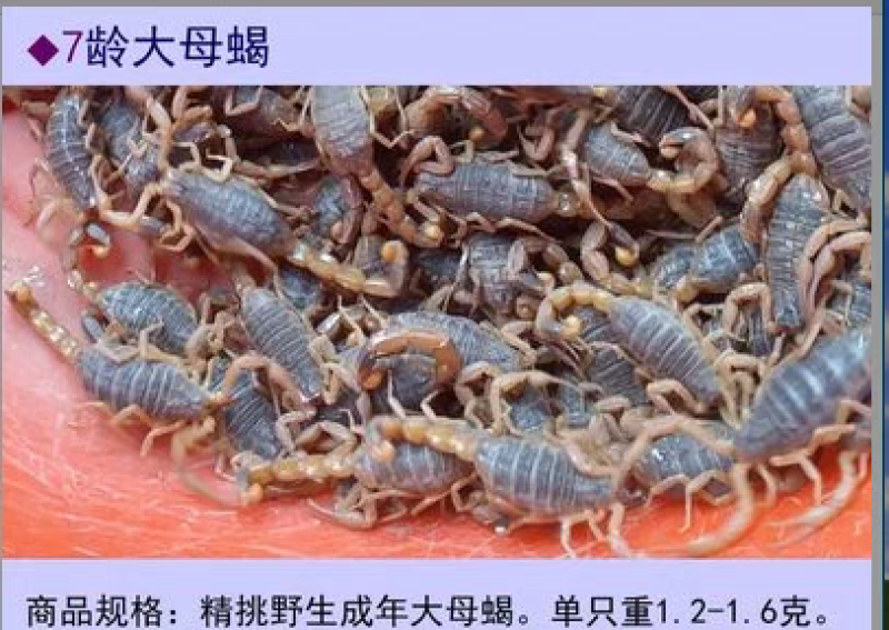 【按斤称】沂蒙山十足全蝎活体蝎子泡酒油炸煲汤虫养殖可礼盒