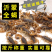 【按斤称】沂蒙山十足全蝎活体蝎子泡酒油炸煲汤虫养殖可礼盒