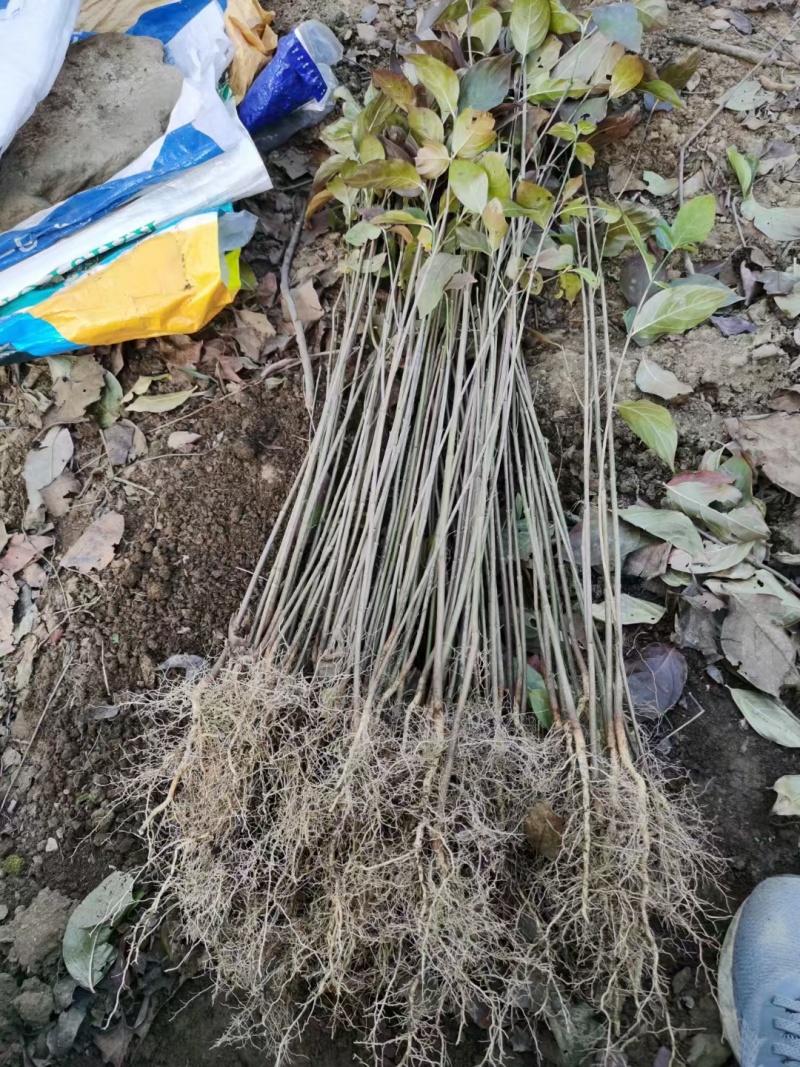 四照花，土球全冠，土球截杆，可开票，提供技术指导