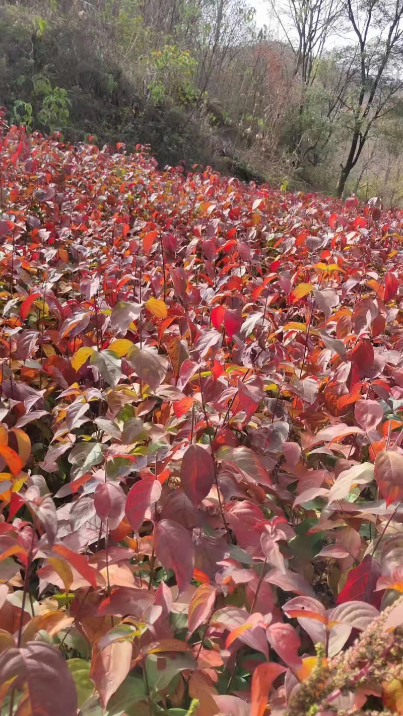 四照花，土球全冠，土球截杆，可开票，提供技术指导