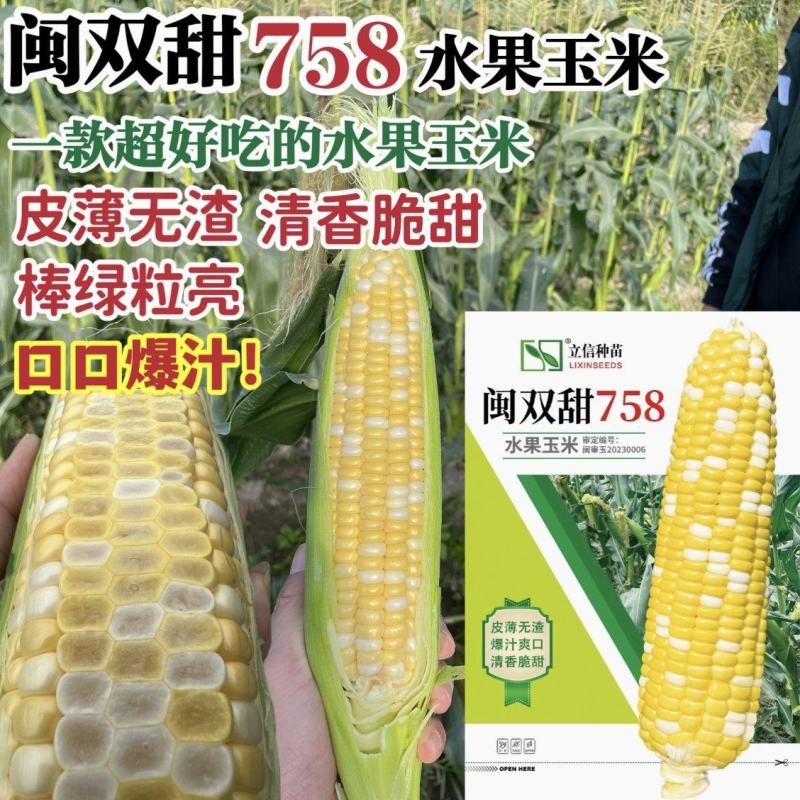 超甜水果玉米种子闽双甜758双色水果玉米甜玉米种子脆甜