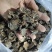 云南高山野生黑松露干片一手货源诚信经营欢迎下单