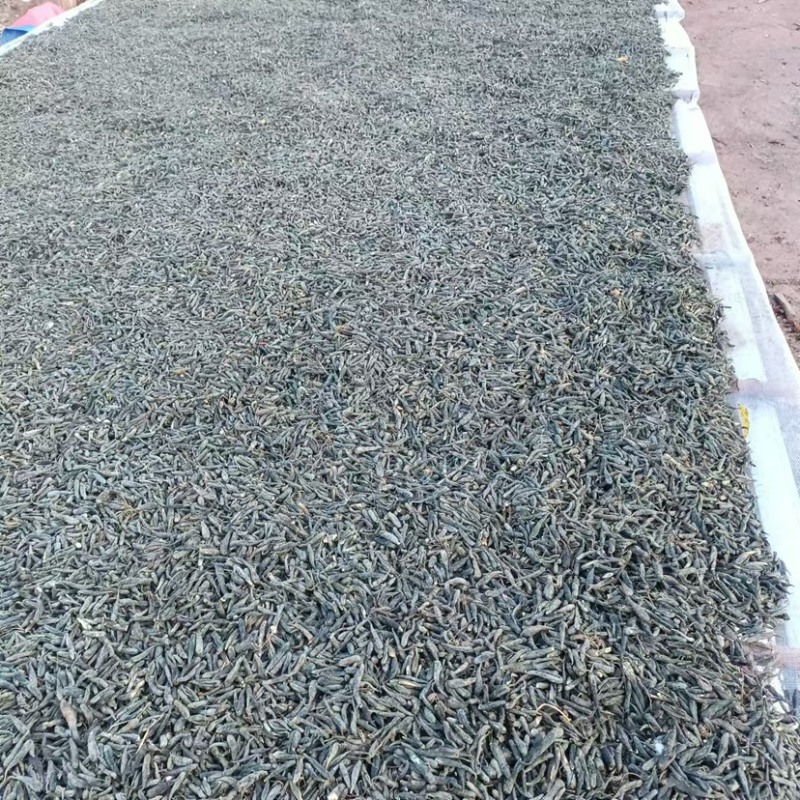 云南高山野生双参草根茎双参一手货源品质保证欢迎下单