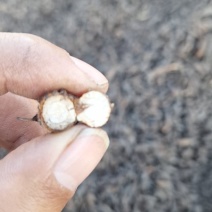 新货香附子中药材大香附香头草沙香生香附草茶不硫熏