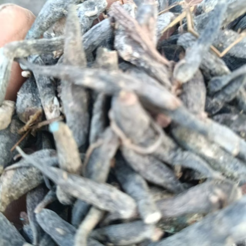 云南高山野生双参草根茎品质保证诚信经营欢迎来电