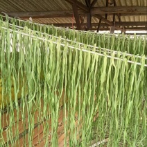 云南高山贡菜大量供应一手货源农家自制诚信经营欢迎下单