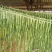 云南高山贡菜大量供应一手货源农家自制诚信经营欢迎下单