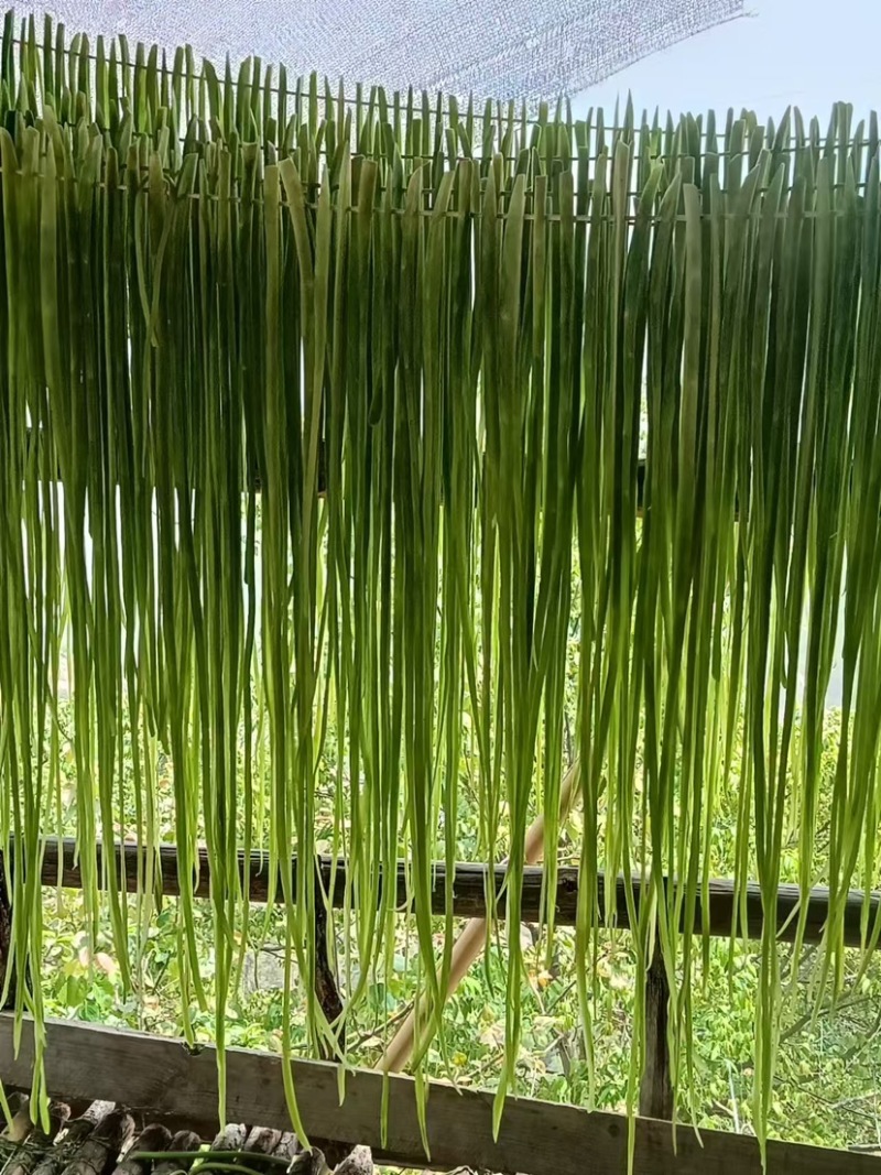 云南高山贡菜大量供应一手货源农家自制诚信经营欢迎下单