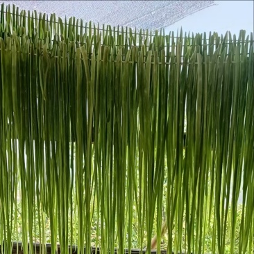 云南高山贡菜大量供应品质保证一手货源诚信经营欢迎