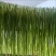 云南高山贡菜大量供应品质保证一手货源诚信经营欢迎