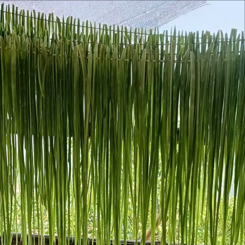 云南高山贡菜大量供应品质保证一手货源诚信经营欢迎