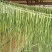 云南高山贡菜大量供应品质保证一手货源诚信经营欢迎
