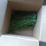 云南高山贡菜大量供应品质保证一手货源诚信经营欢迎