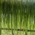 云南高山贡菜大量供应品质保证一手货源诚信经营欢迎