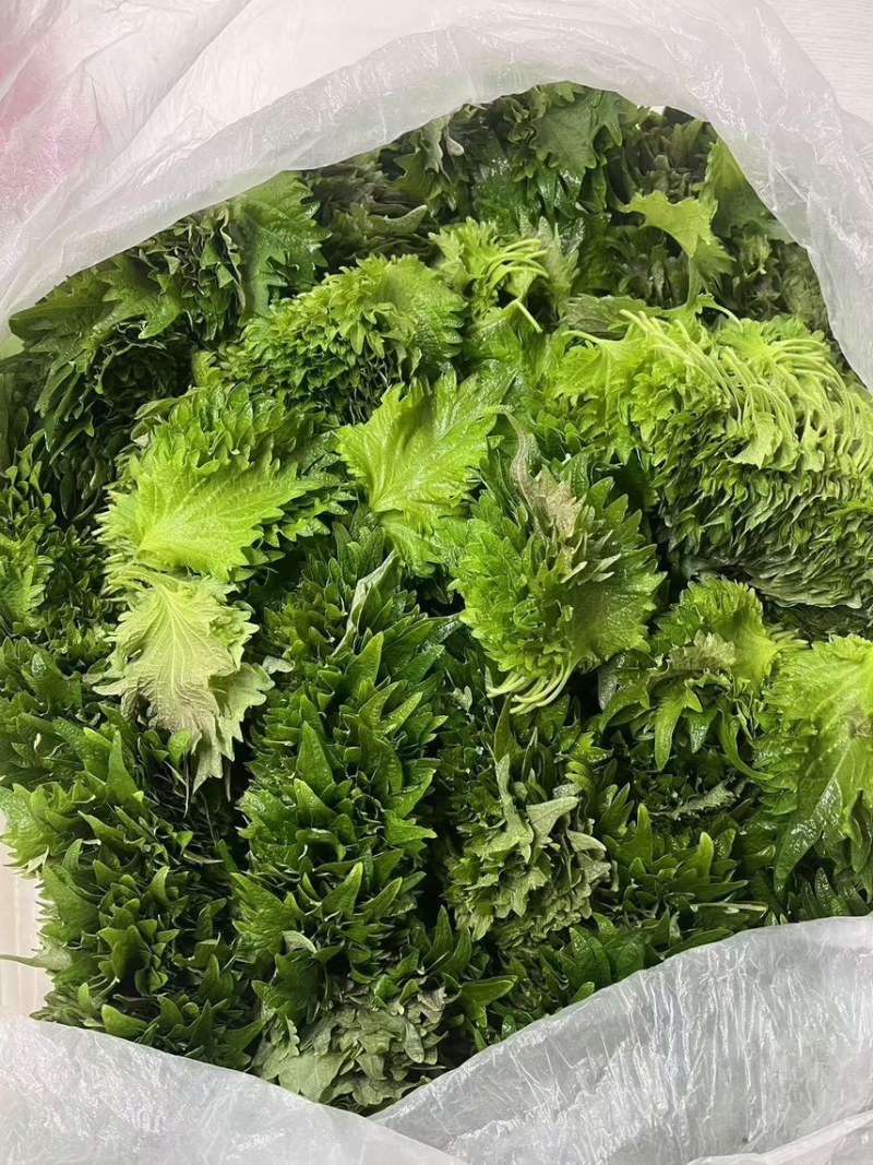 紫苏叶，原产地直发货源，品质好价格优欢迎进店咨询下单