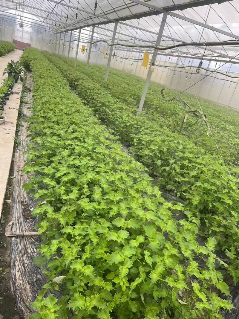 紫苏叶，原产地直发货源，品质好价格优欢迎进店咨询下单