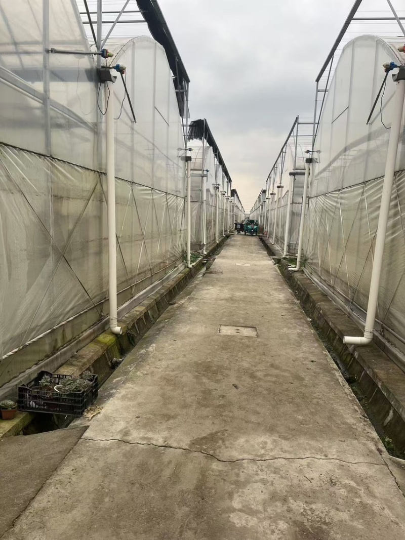 紫苏叶，原产地直发货源，品质好价格优欢迎进店咨询下单