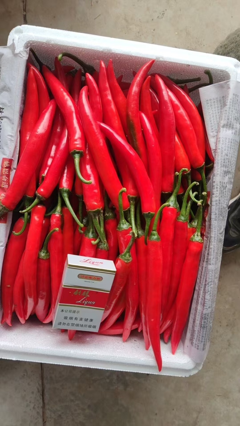 【精品】河南鹿邑优质小米椒接受各种规格定制欢迎选购